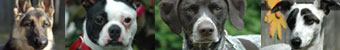 Cozy Noses Boarding Kennel Cozy Noses Boarding Kennel